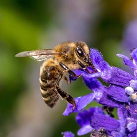 environnement biodiversité