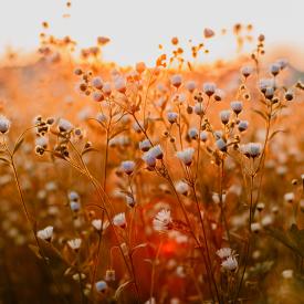 biodiversité cosmétique 