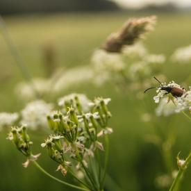 biodiversité cosmétique 